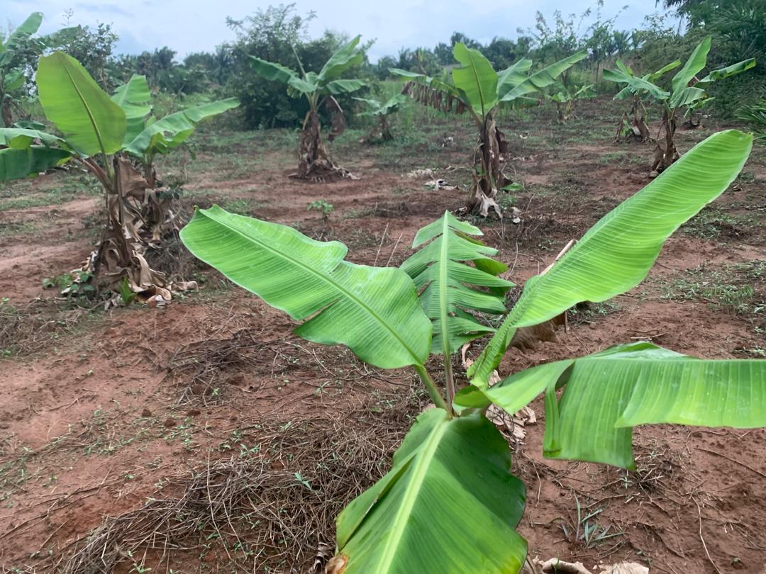 BANANE PLANTIN, une culture aux vertus nutritionnelle négligées